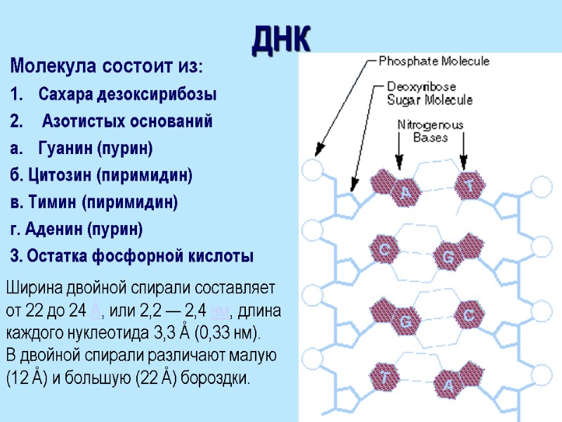 ДНК Молекула состоит из:  Сахара дезоксирибозы  Азотистых оснований Гуанин (пурин) б. Цитозин